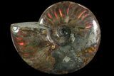 Iridescent Red Flash Ammonite (With Pyrite) - Madagascar #81382-1